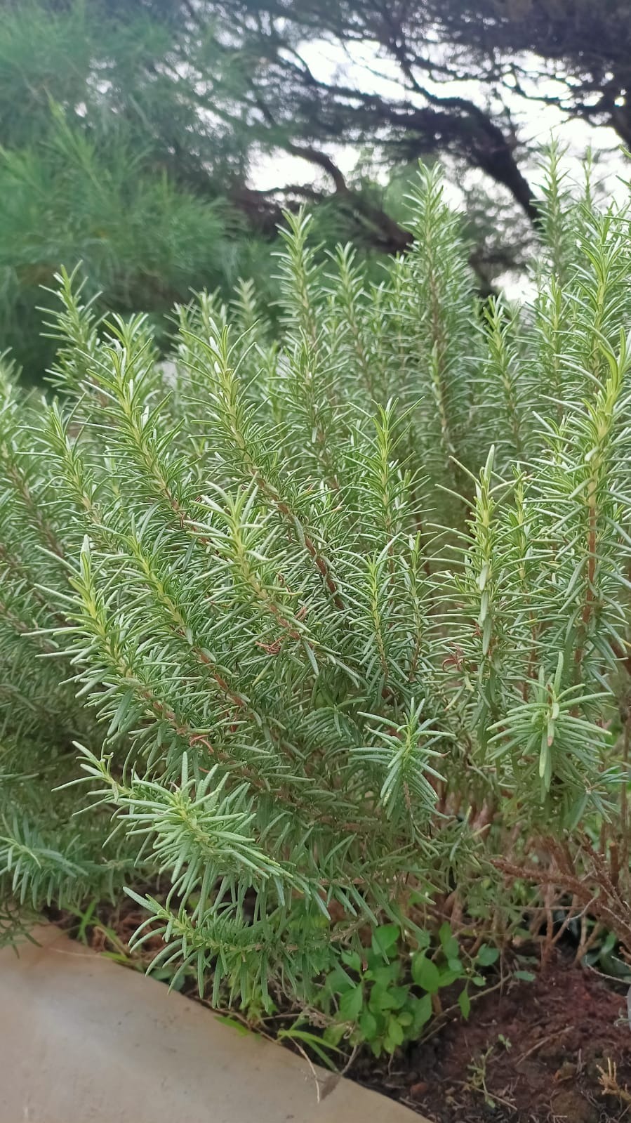 Daun Rosmery Fresh