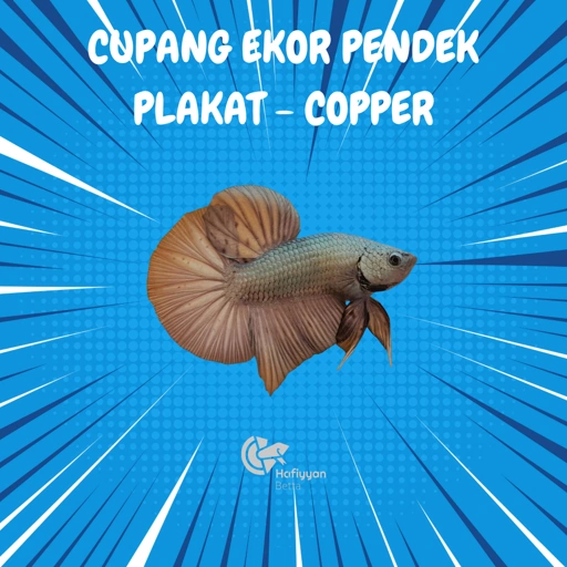 Image of PLAKAT COPPER
