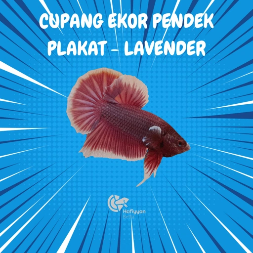 Image of PLAKAT LAVENDER