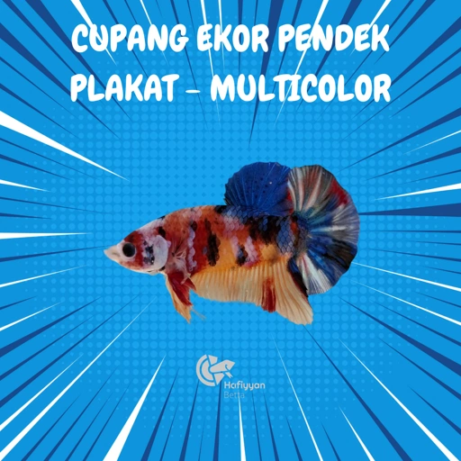 Image of PLAKAT MULTICOLOR