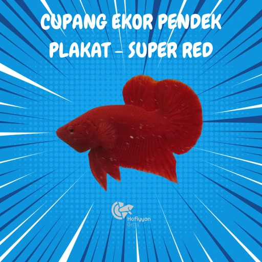 Image of PLAKAT SUPER RED