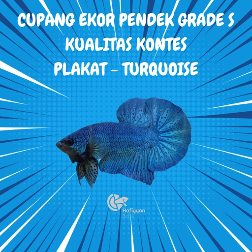 Image of PLAKAT TURQUOISE GRADE S (KUALITAS KONTES)