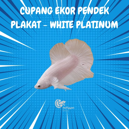 Image of PLAKAT WHITE PLATINUM