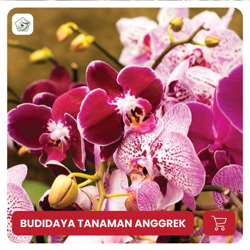 Image of BUDIDAYA TANAMAN ANGGREK