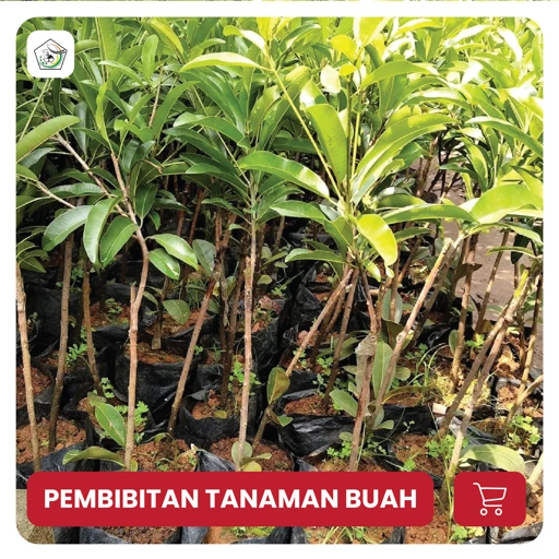 Image of PEMBIBITAN TANAMAN BUAH