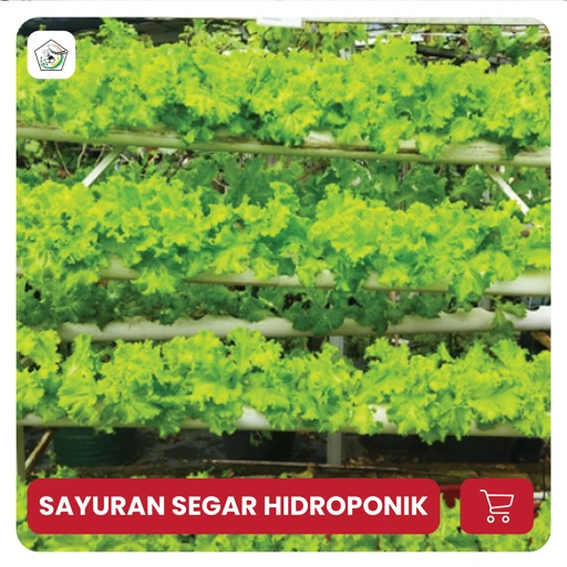Image of SAYURAN SEGAR HIDROPONIK
