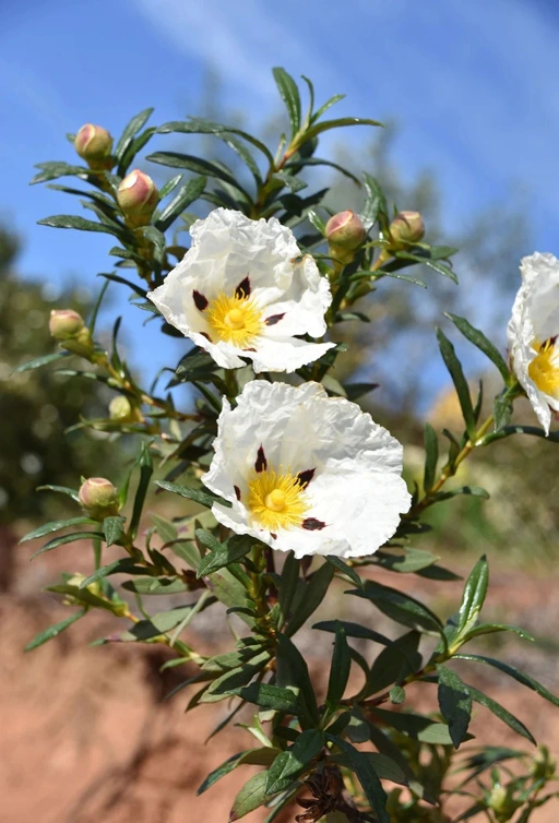 Image of Labdanum Absolute