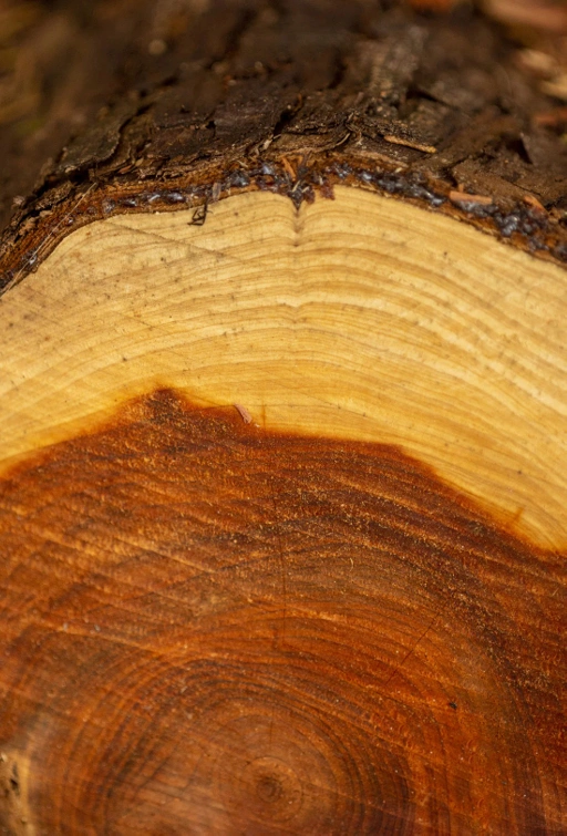 Image of Cedarwood Virginia Essential Oil