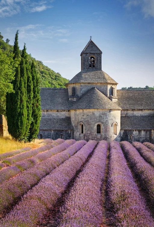 Image of Lavender Essential Oil 