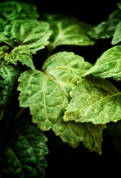 Image of Patchouli Essential Oil
