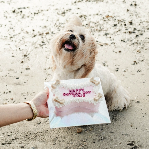 Image of Barkday Cake - Bone (Custom)