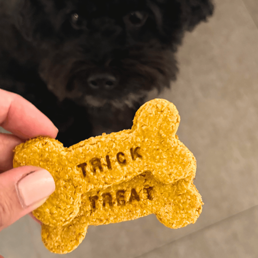 Halloween: Trick or Treat