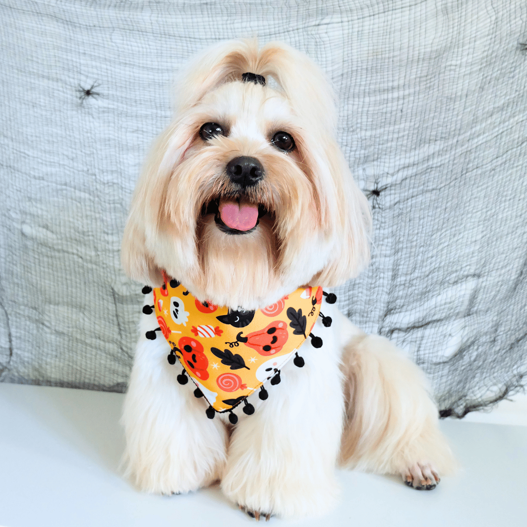 Halloween: Dog Bandana - Halloween Fun