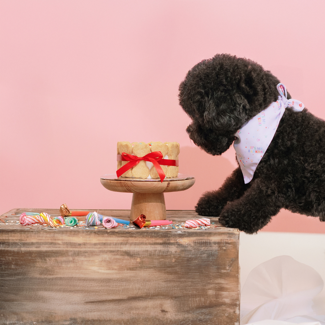 Barkday Cake - Round