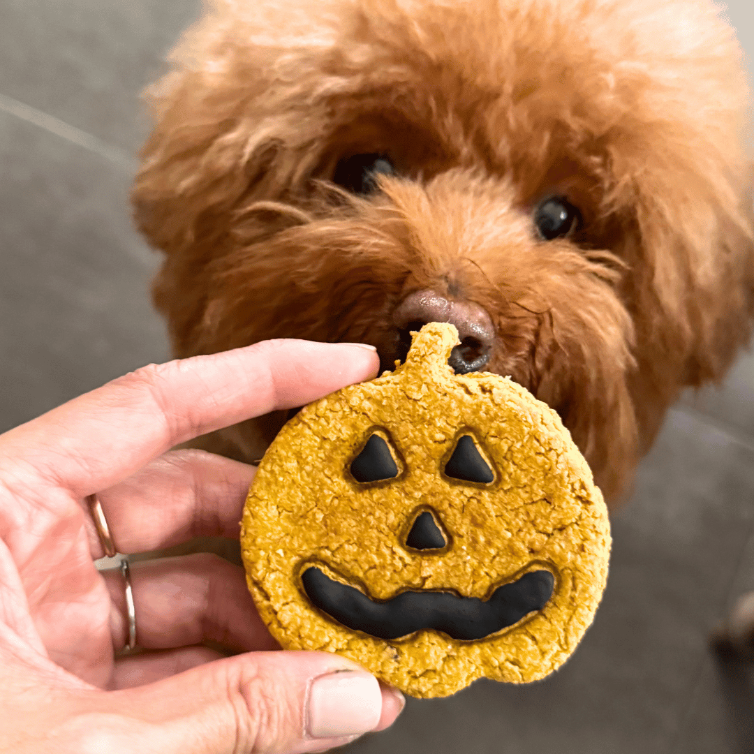 Halloween: Jack-O-Lantern Dog Cookie