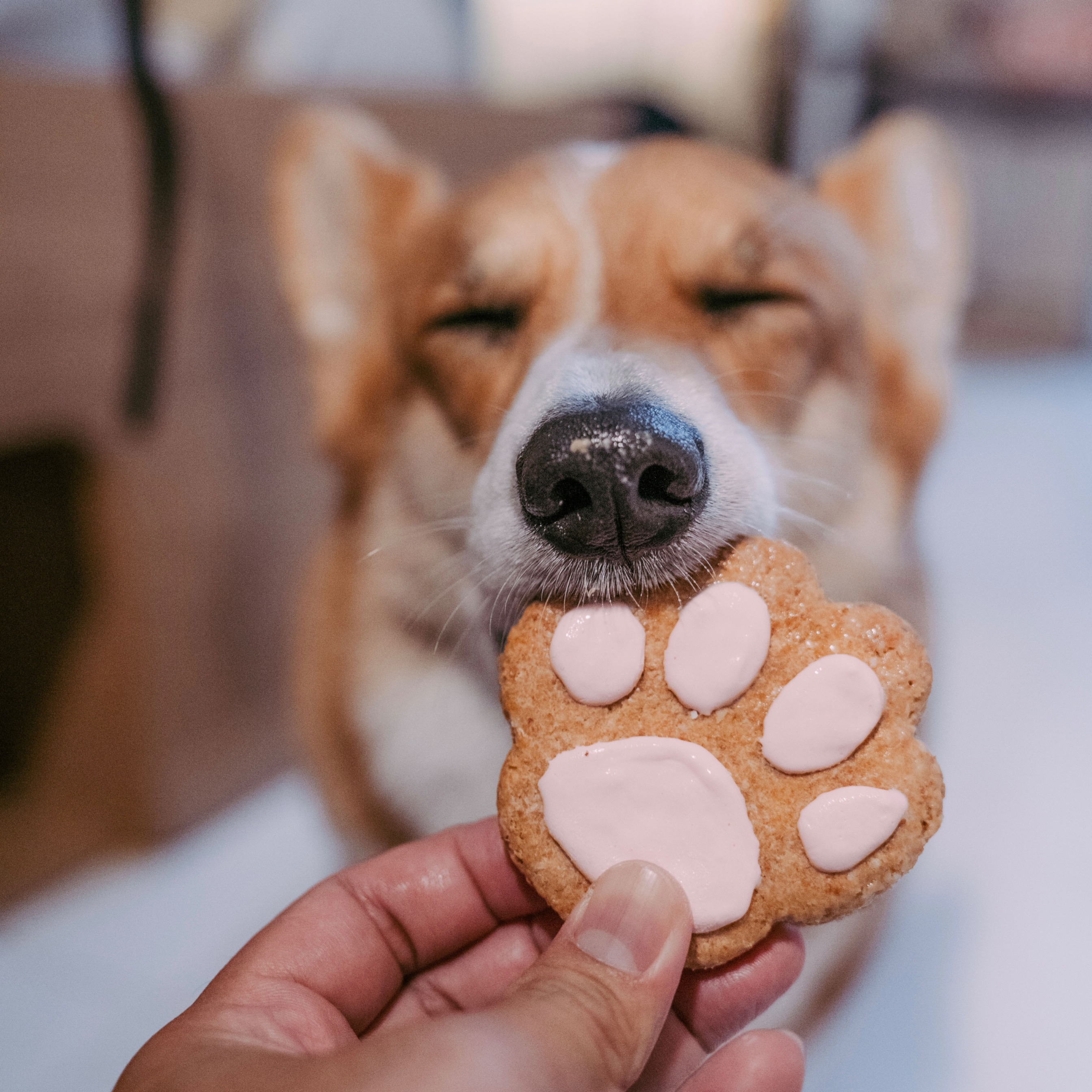 Dog Cookies