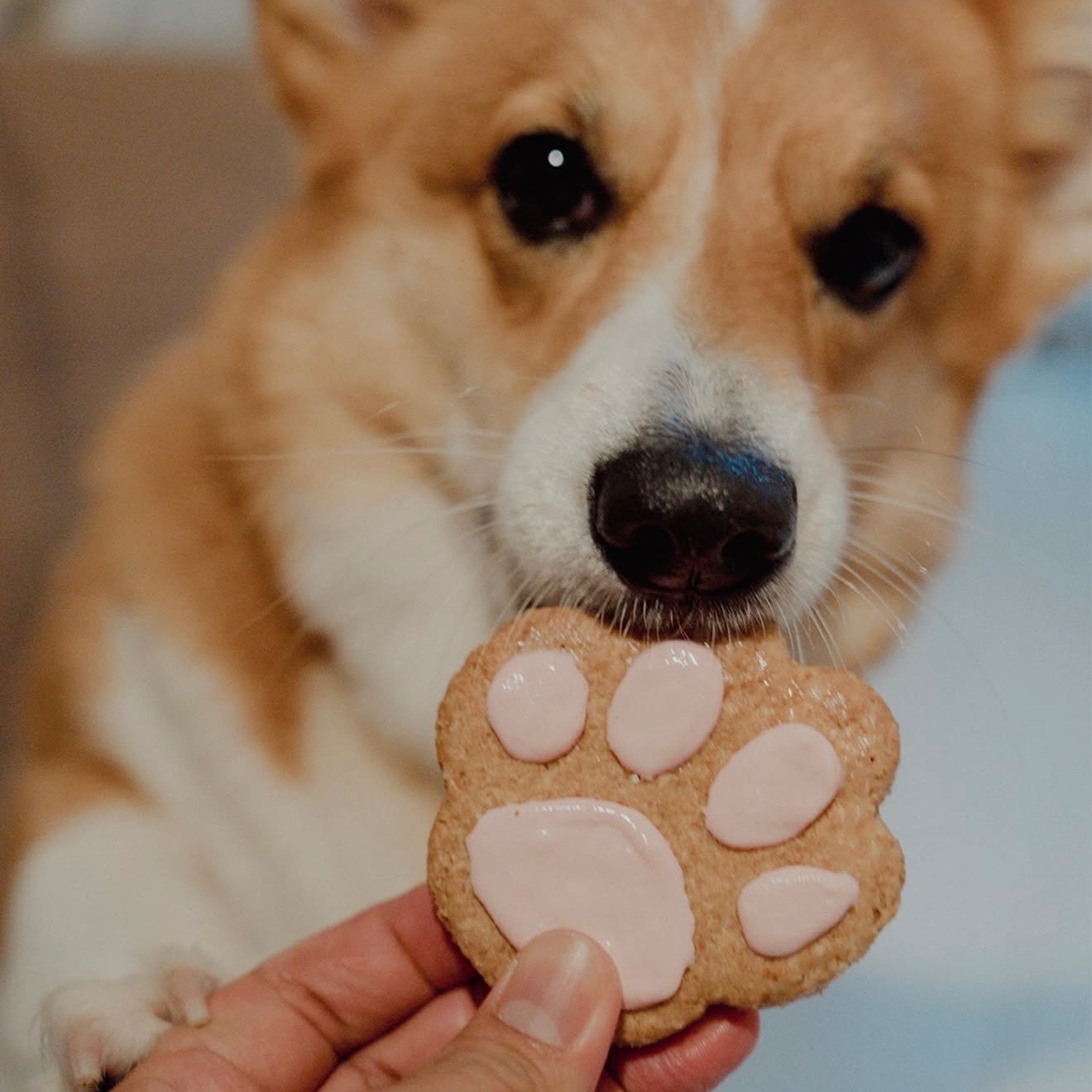 Dog Cookies