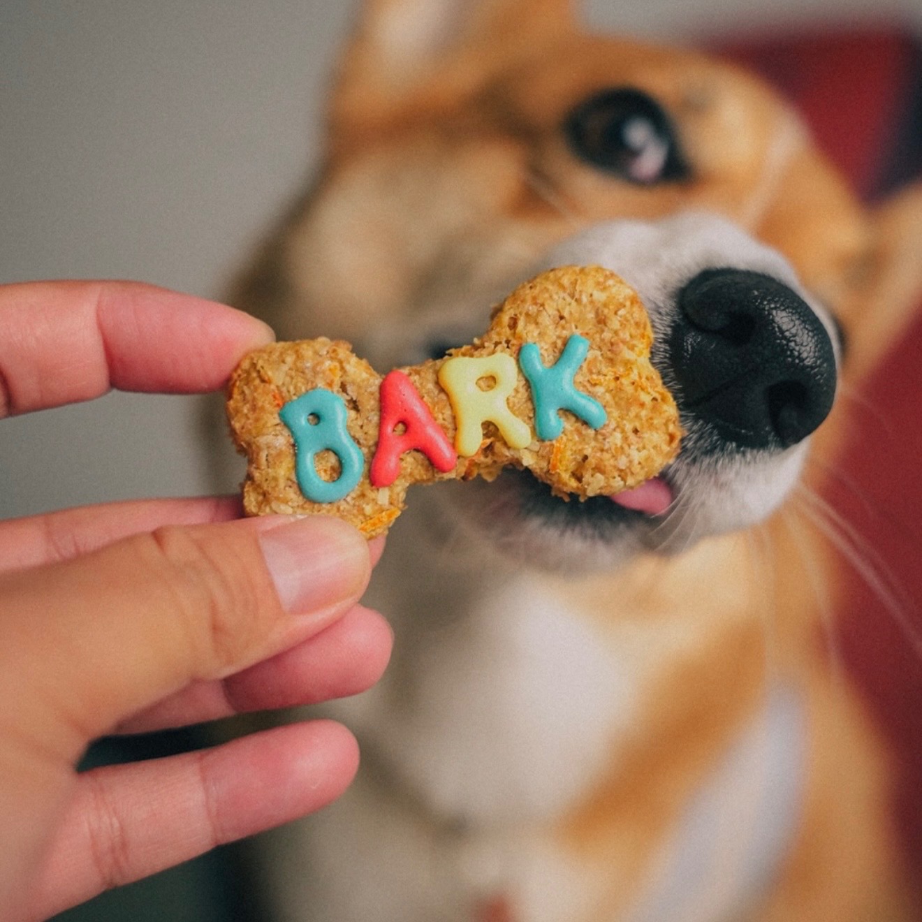 Dog Cookies