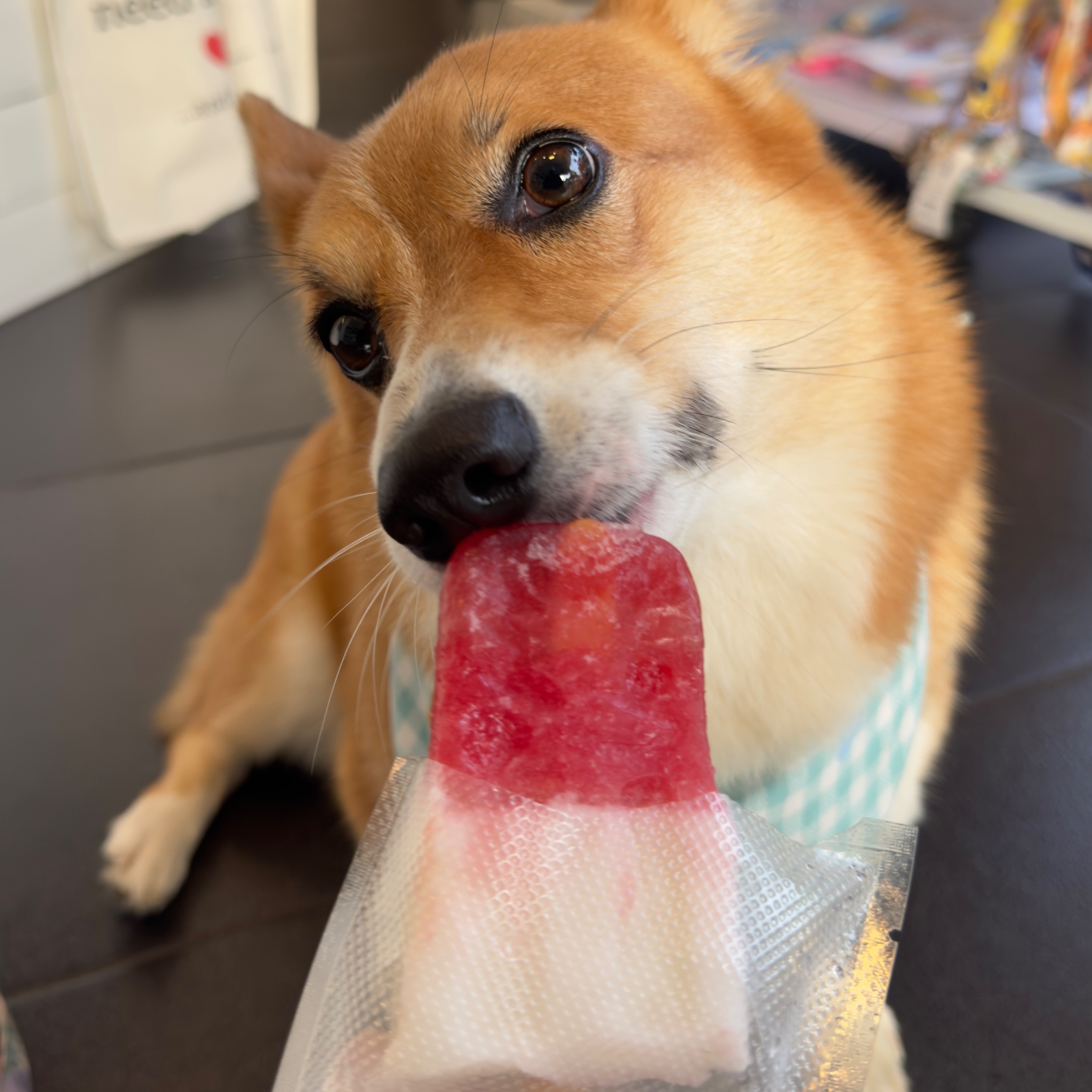 Pupsicle - I Love Indonesia