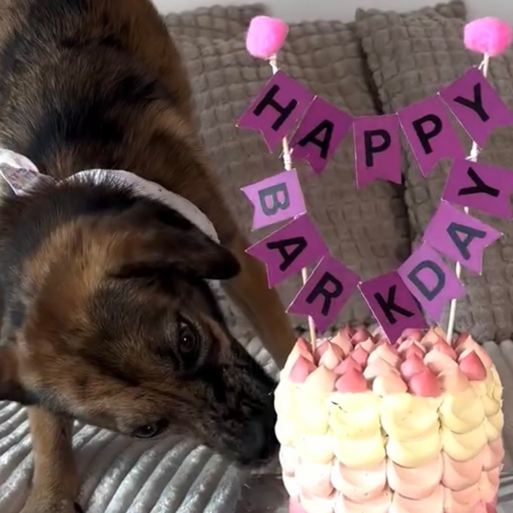 Barkday Cake - Pawsome