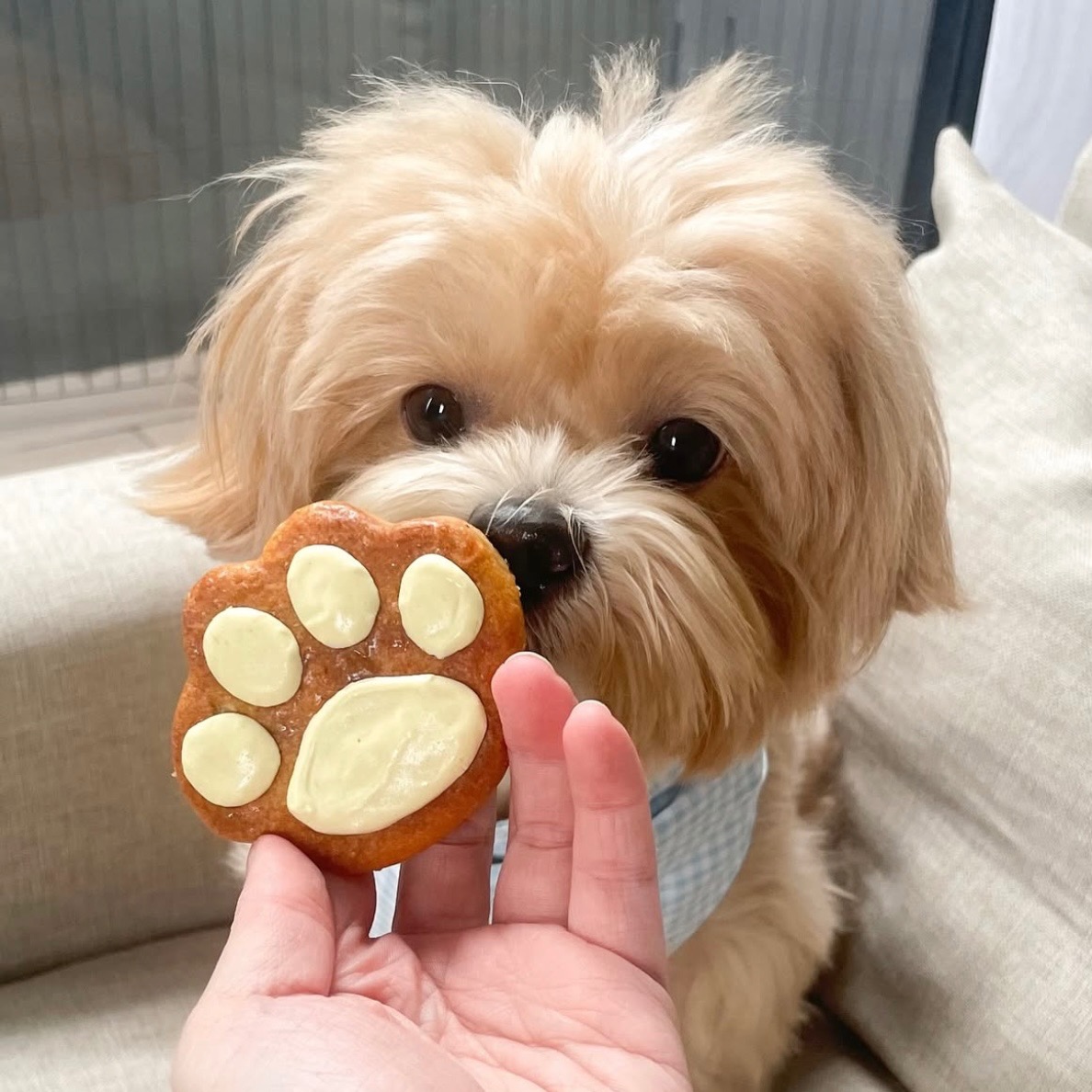 Dog Cookies