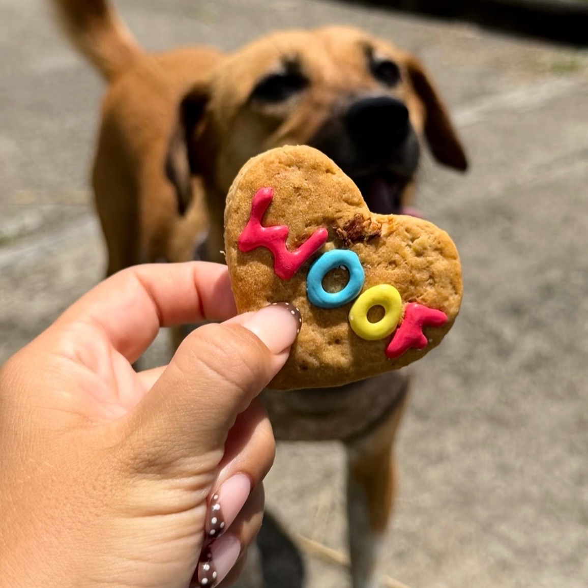 Dog Cookies