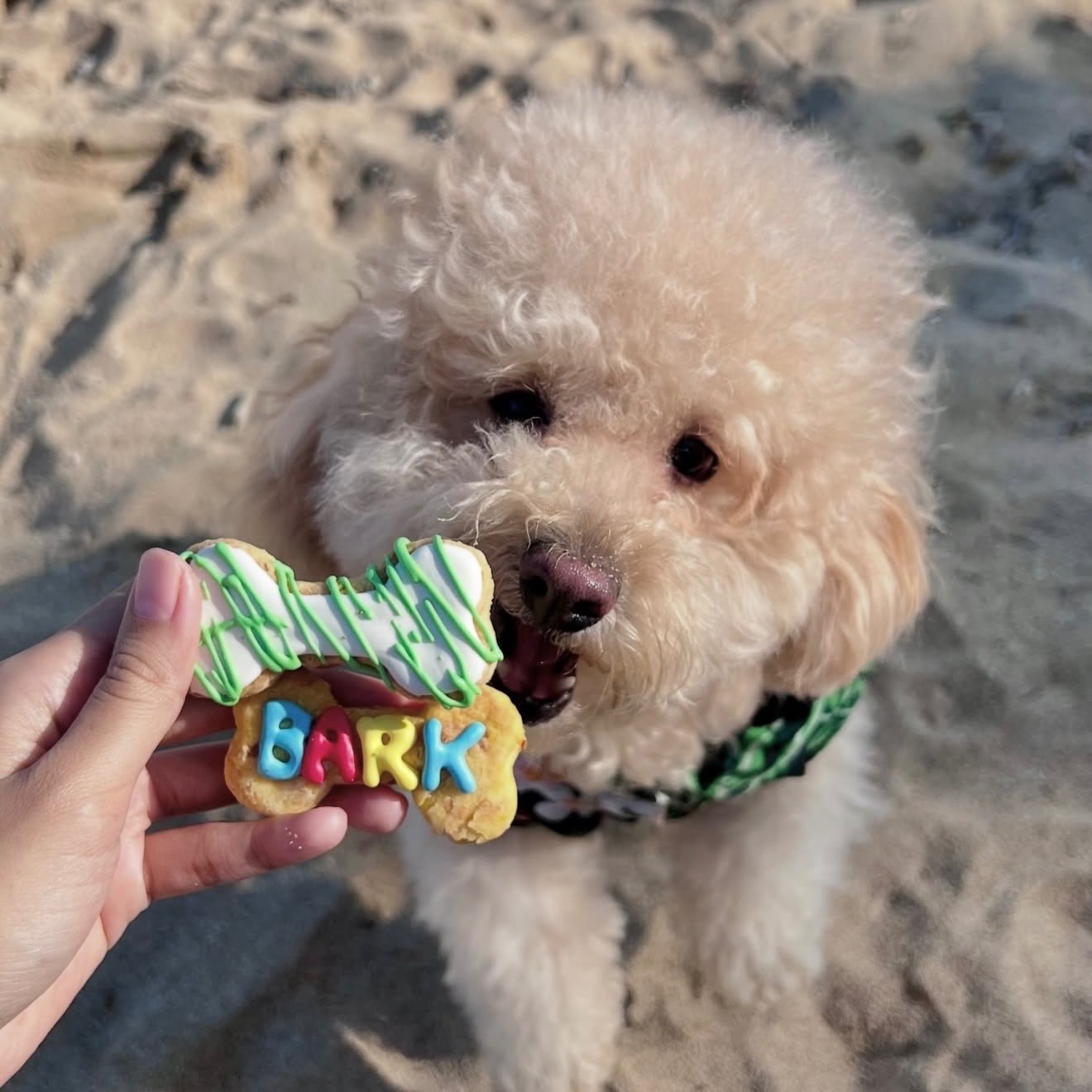 Dog Cookies