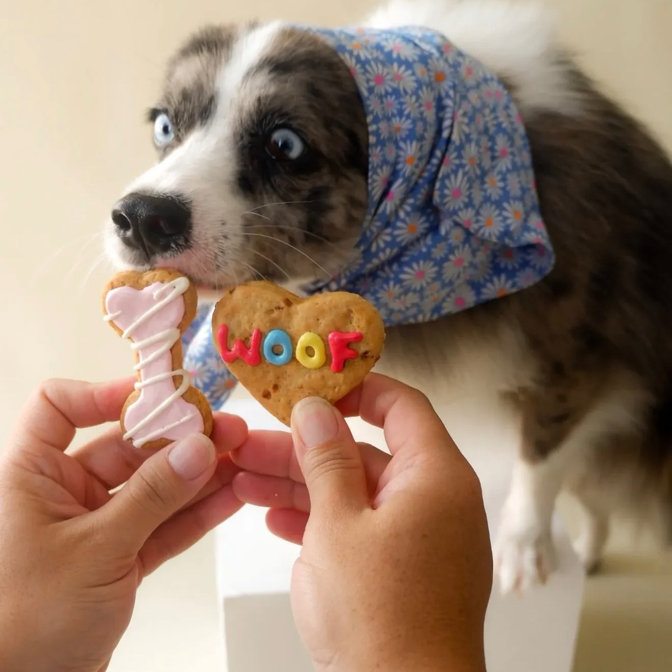 Dog Cookies