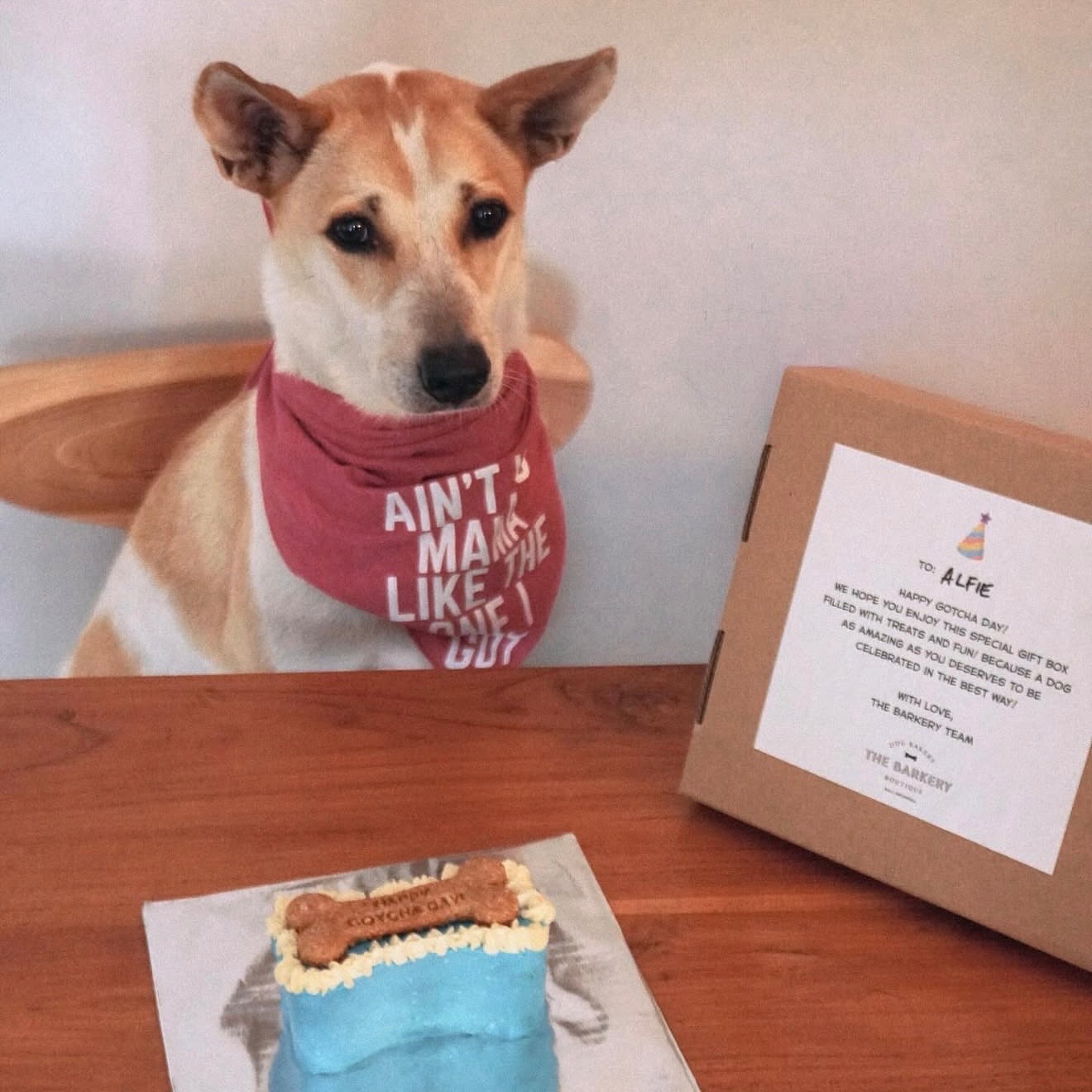 Bone Mini Dog Cake