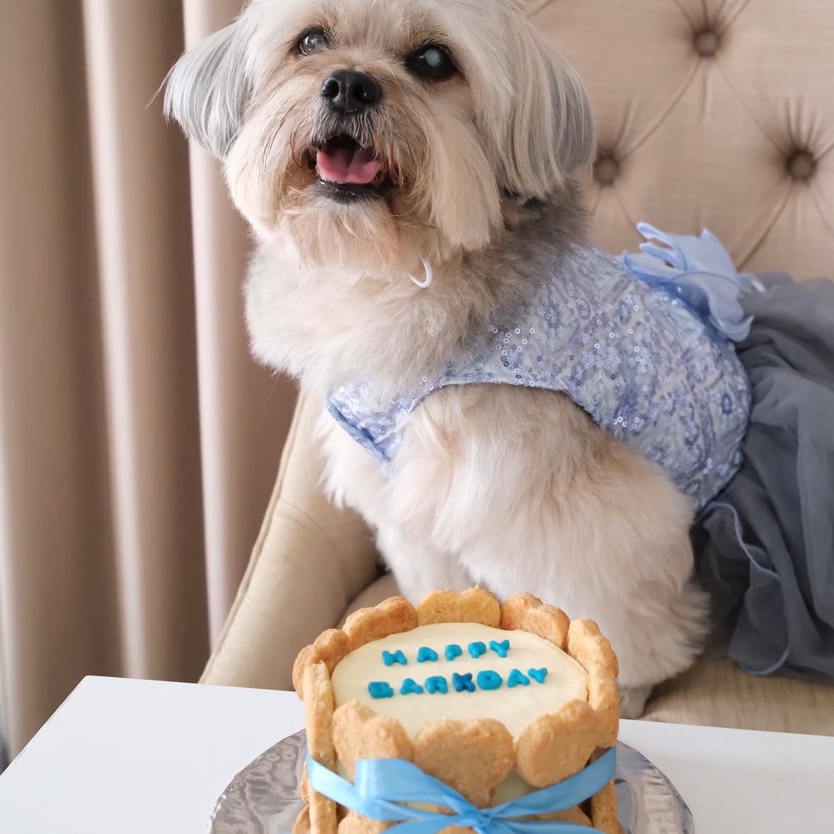 Barkday Cake - Round