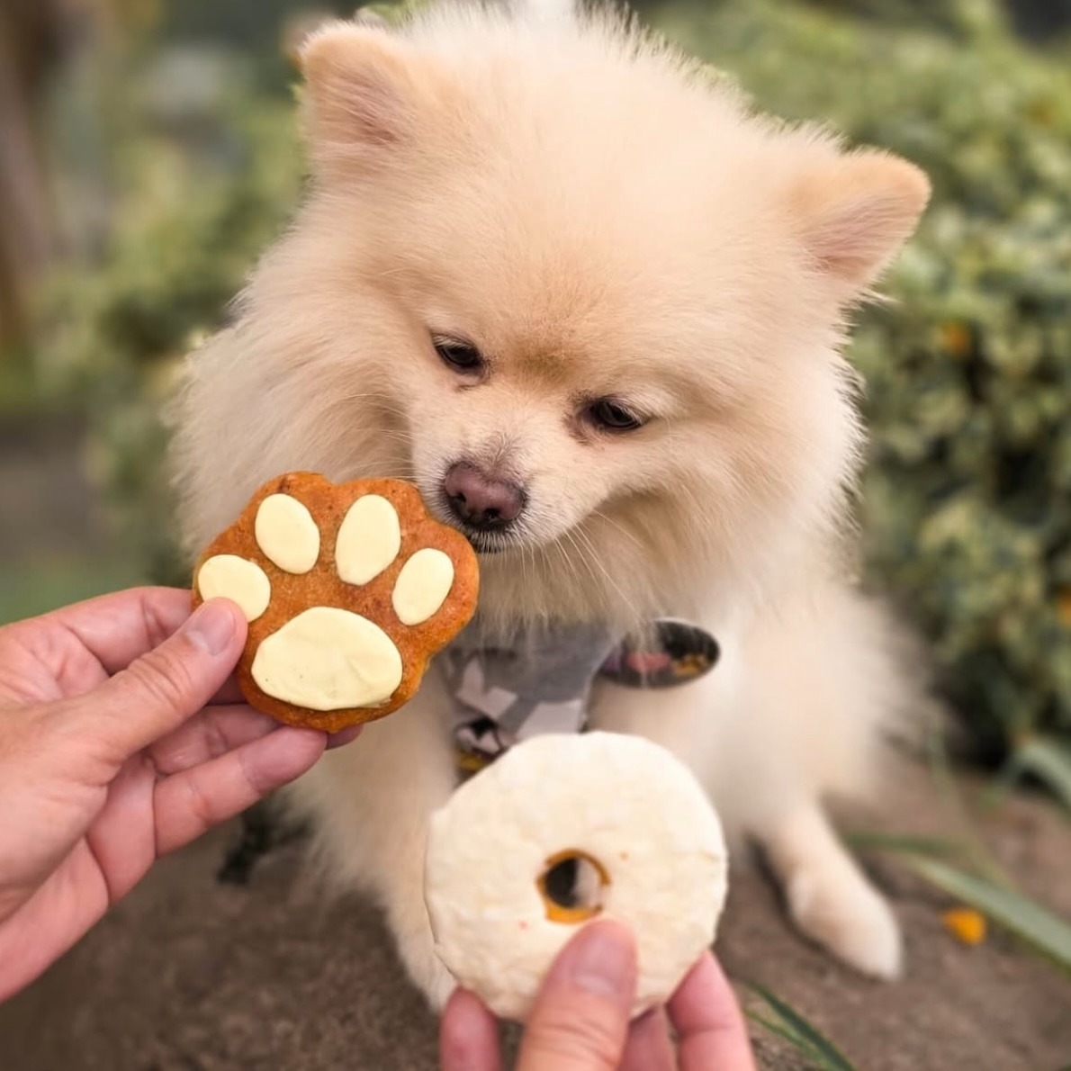 Dog Cookies