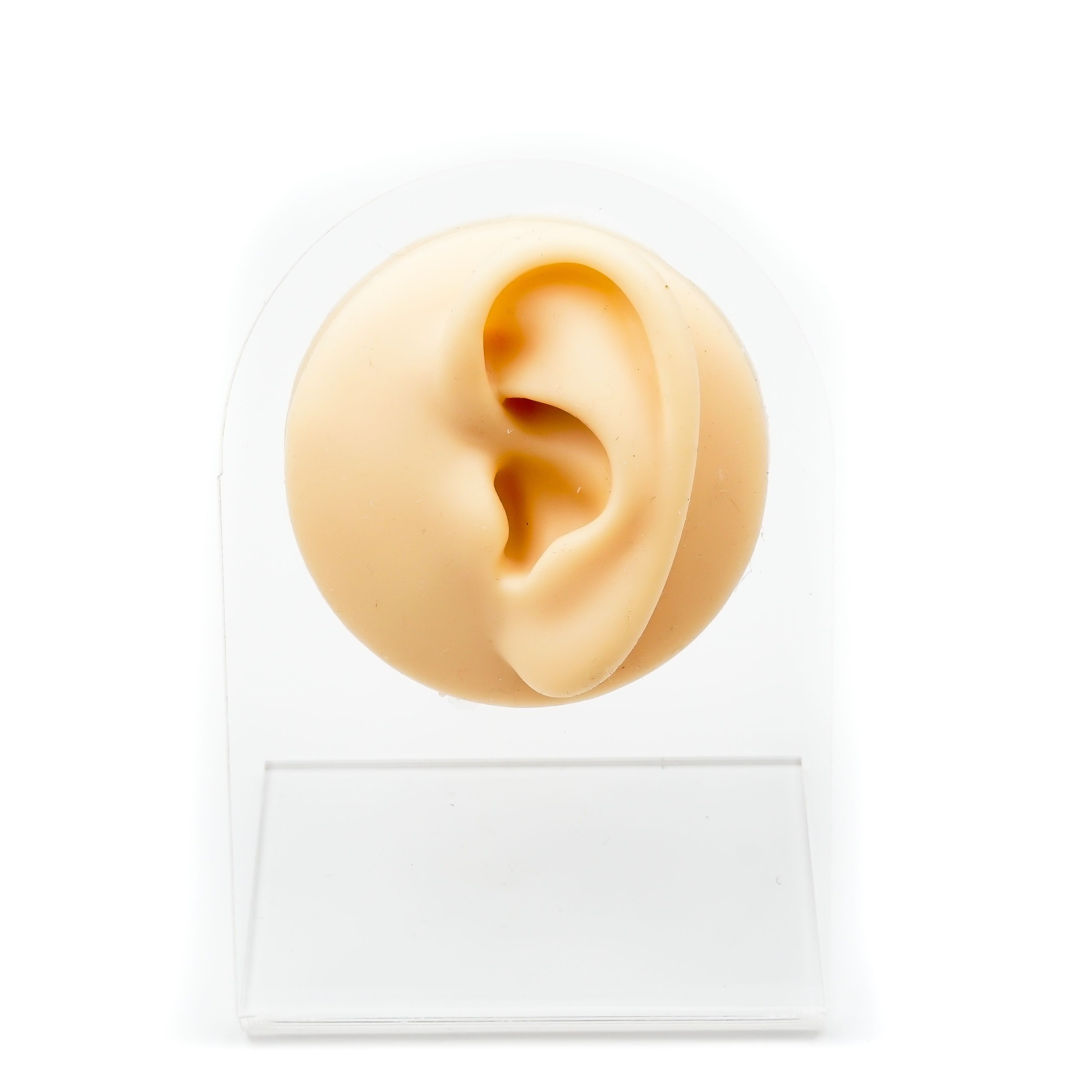 Soft Silicone Model Body Part Displays - Tools