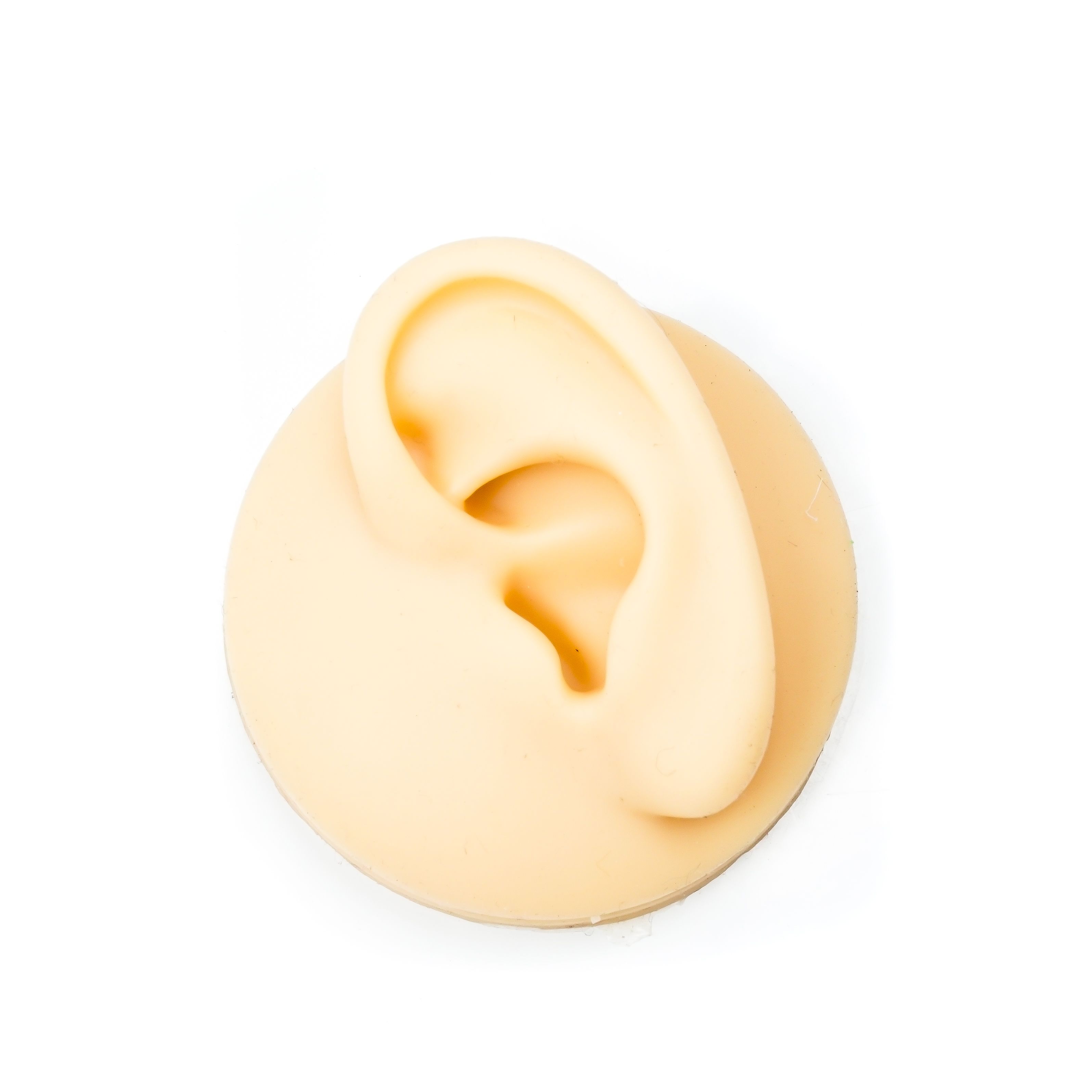 Soft Silicone Model Body Part Displays - Tools