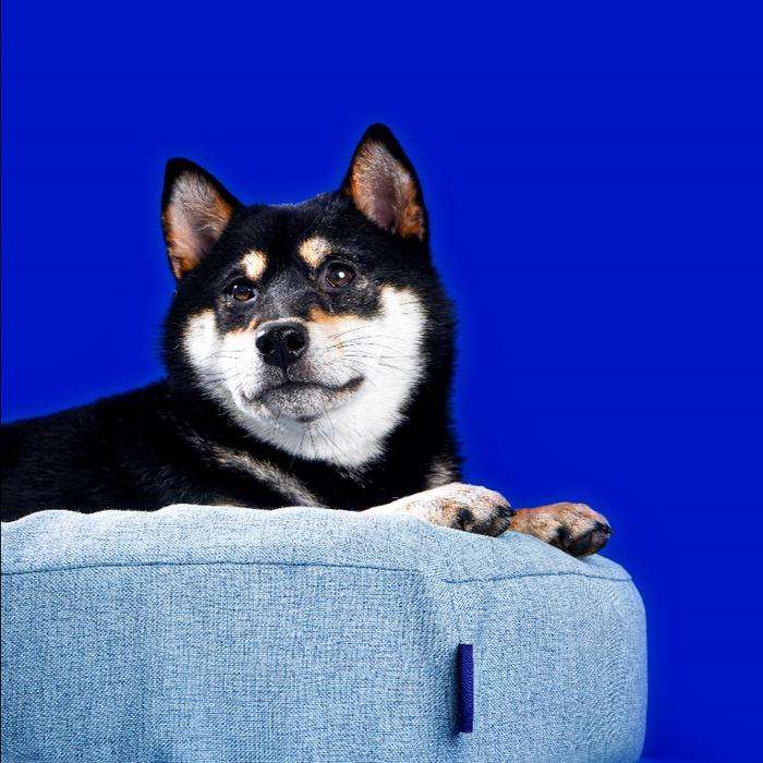 ESCOGOODS Airmate Pet Bed
