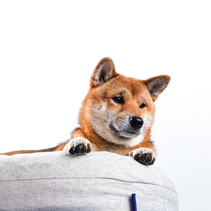 ESCOGOODS Airmate Pet Bed