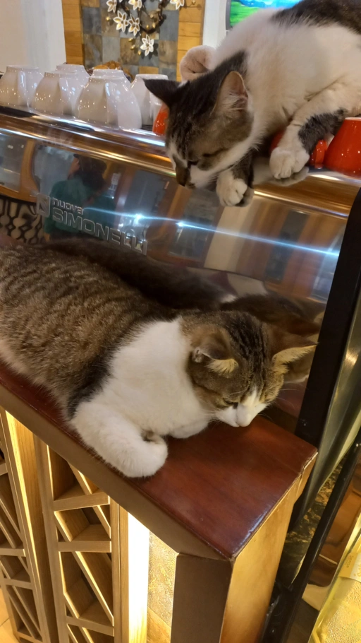 Cats at Coffee Shop