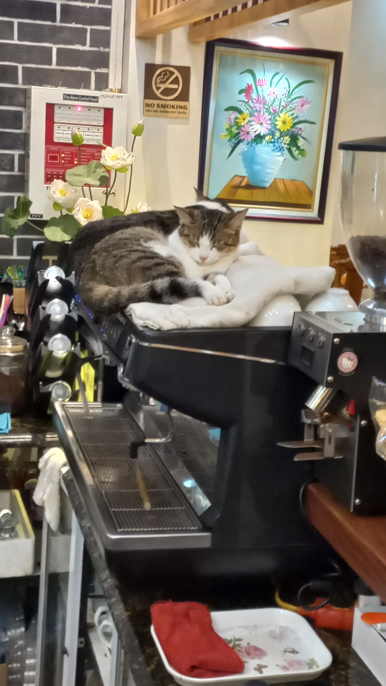 Cats at Coffee Shop