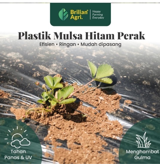 Plastik Mulsa Pertanian Hitam Perak Varian Tebal 05 dan 08 lebar 200 cm / 250 cm / 300 cm kemasan 1kg