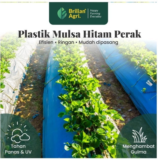 Plastik Mulsa Pertanian Hitam Perak Varian Tebal 05 dan 08 lebar 200 cm / 250 cm / 300 cm kemasan 1kg