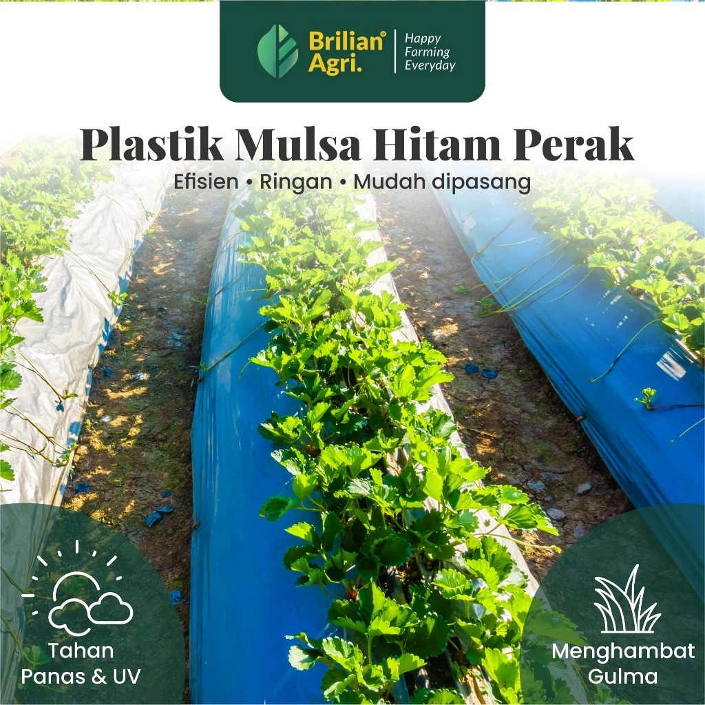 Mulsa hitam perak lebar 80 cm / 100 cm / 120 cm kemasan 1kg
