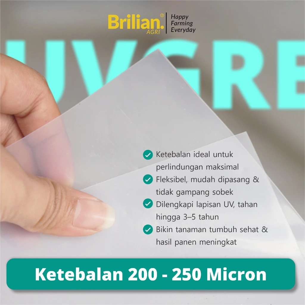 Plastik UV Greenhouse Lebar 8 Meter 250 Mikron 14% Full Additive UV IR EVA AB LD