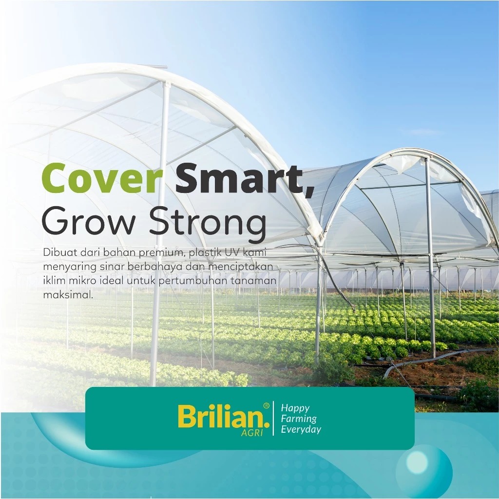 Plastik UV Greenhouse Lebar 8 Meter 250 Mikron 14% Full Additive UV IR EVA AB LD