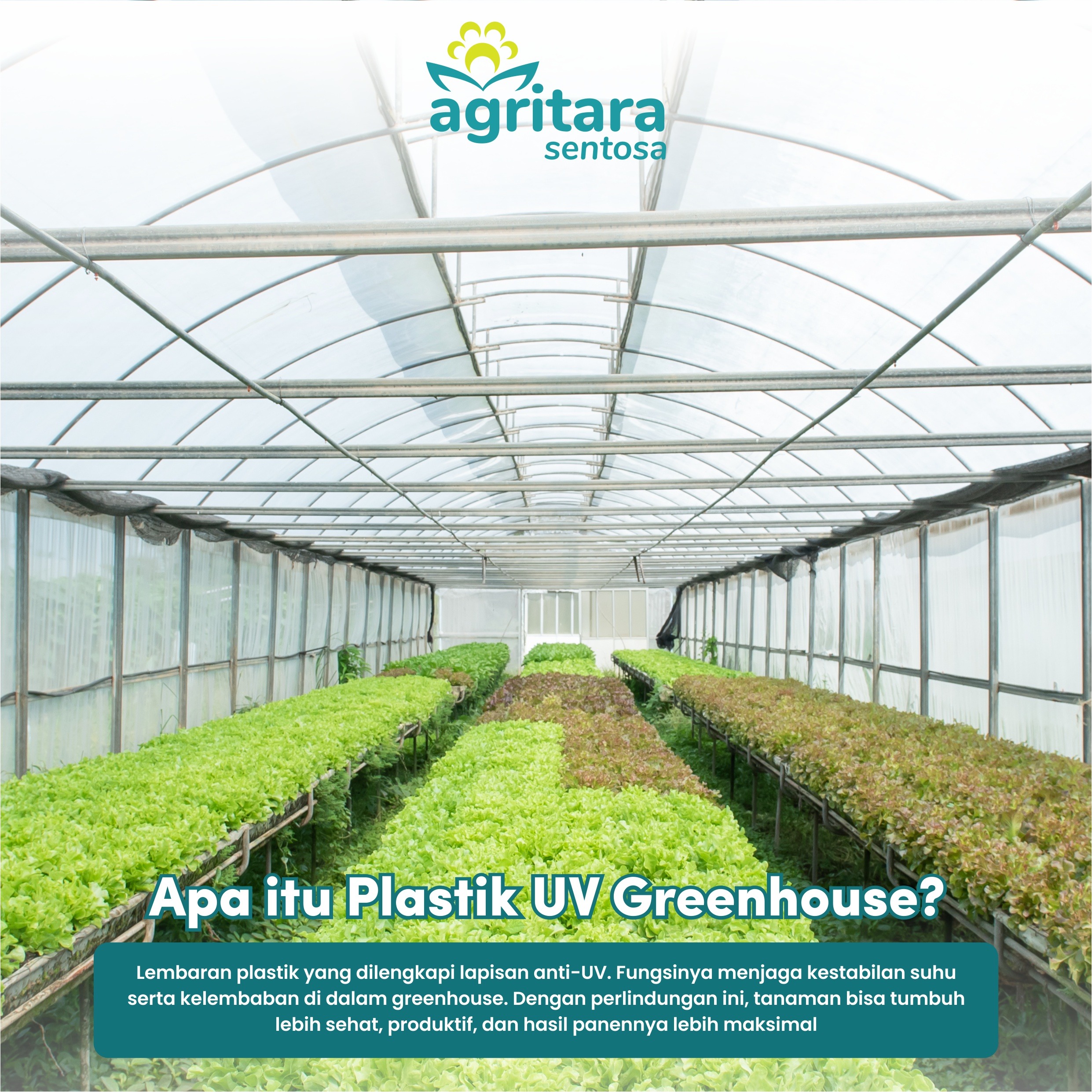 Plastik UV Greenhouse Lebar 6 Meter - Full Additive