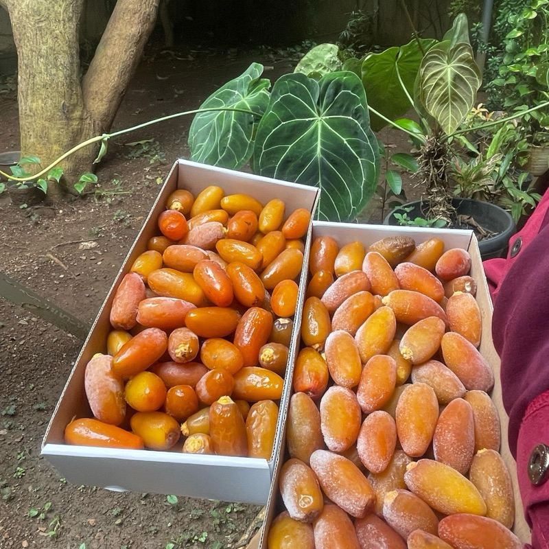 Kurma Ruthob Libya 1kg Fresh