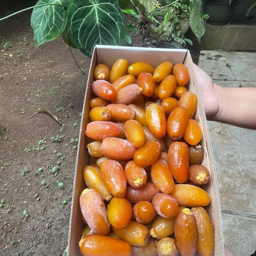 Image of Kurma Ruthob Libya 1kg Fresh