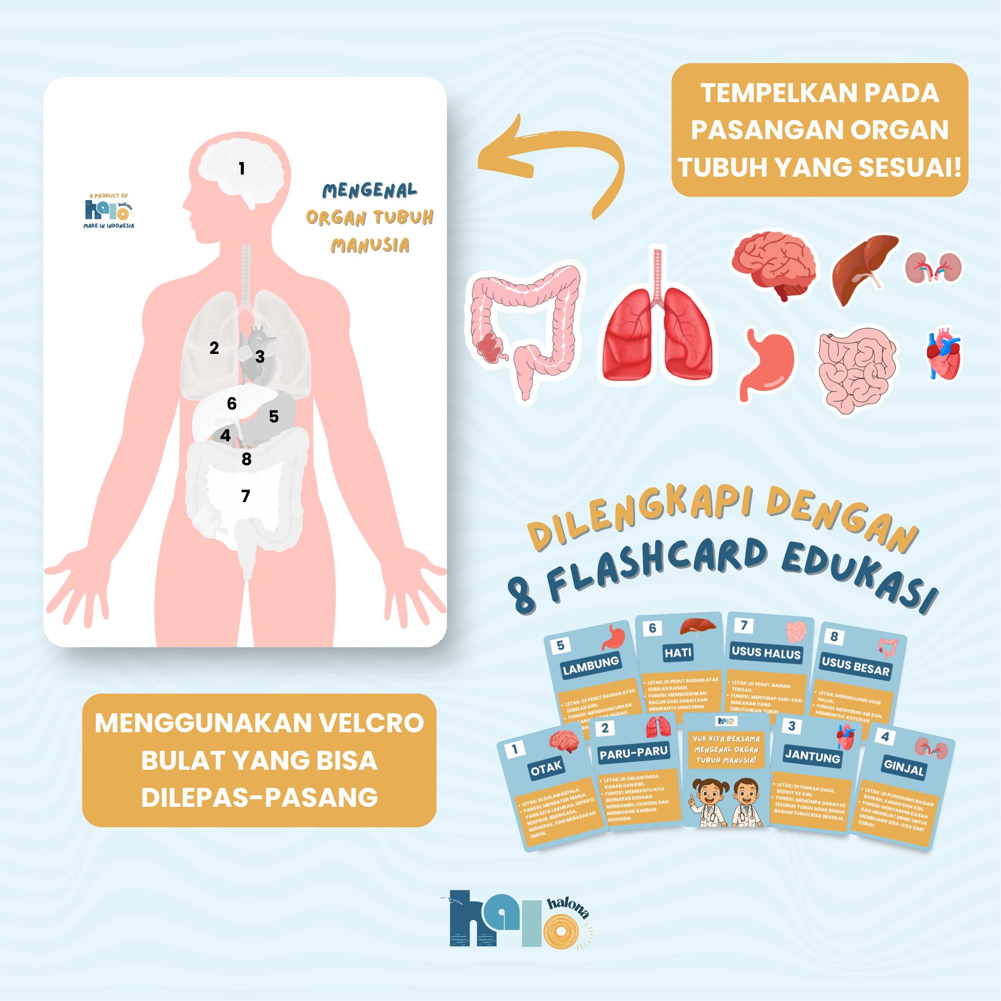 Mainan Edukasi Busy Page Mengenal Organ Dalam Tubuh Manusia Wipe and Clean