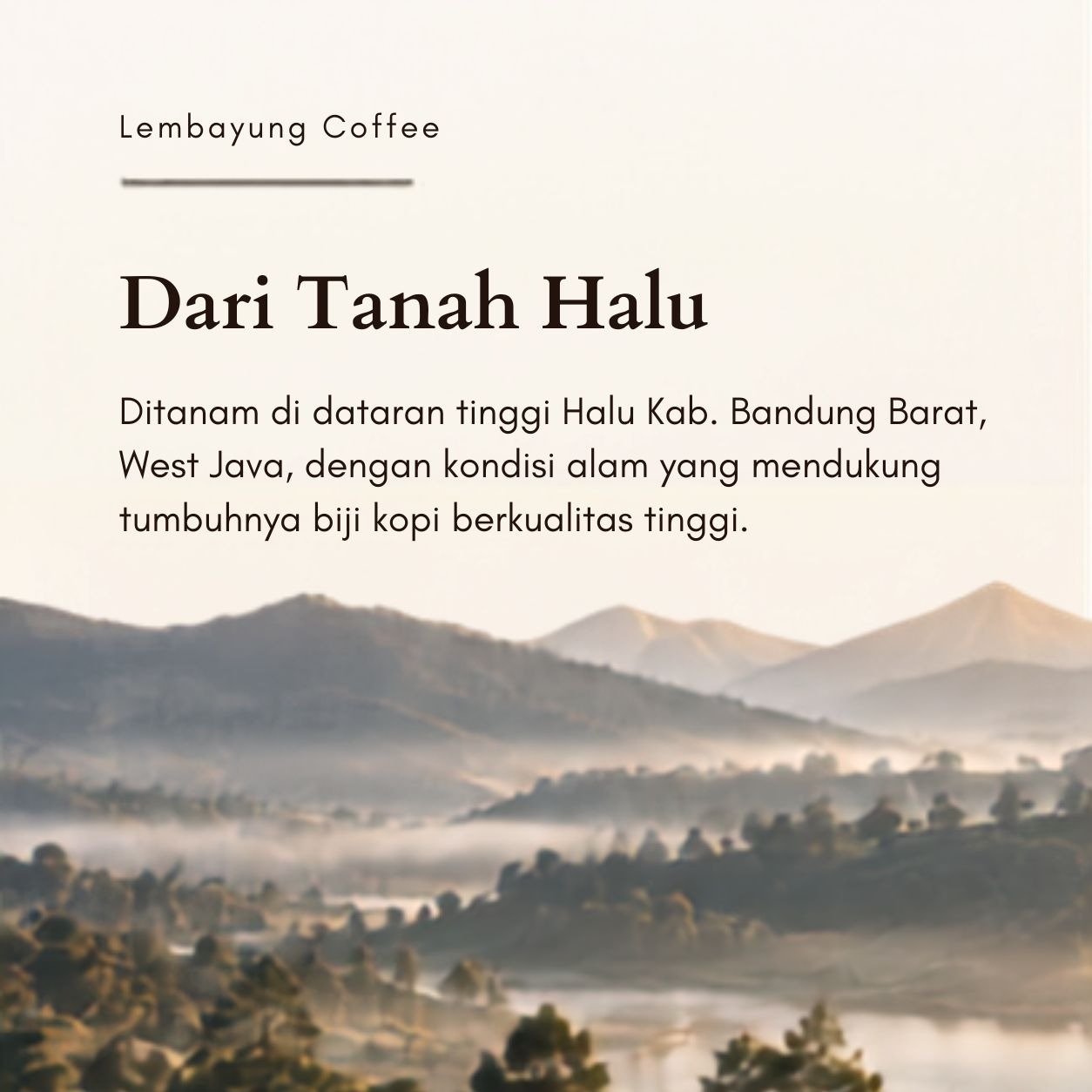 Halu Honey Amber Bloom Kopi Arabica Brown Sugar Honey Banana Vanilla Specialty Coffee