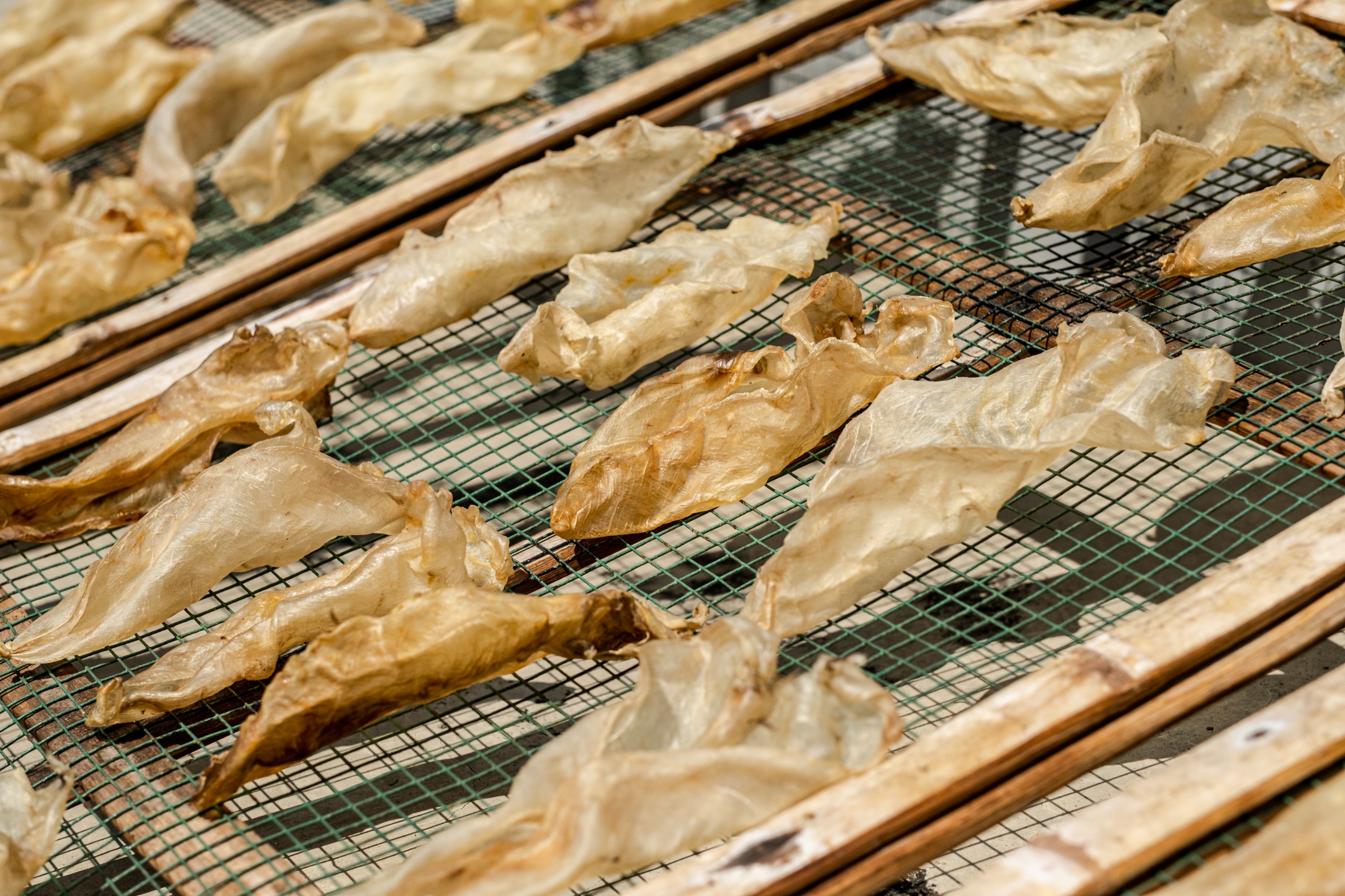 DRIED FISH MAW ASIAN SEABASS
