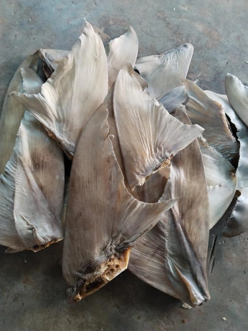 DRIED RAW SHARK FIN PUTIHAN 