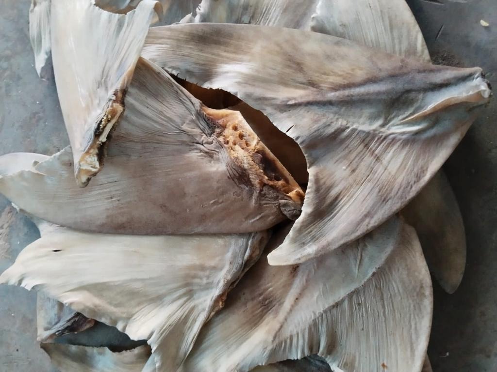 DRIED RAW SHARK FIN PUTIHAN